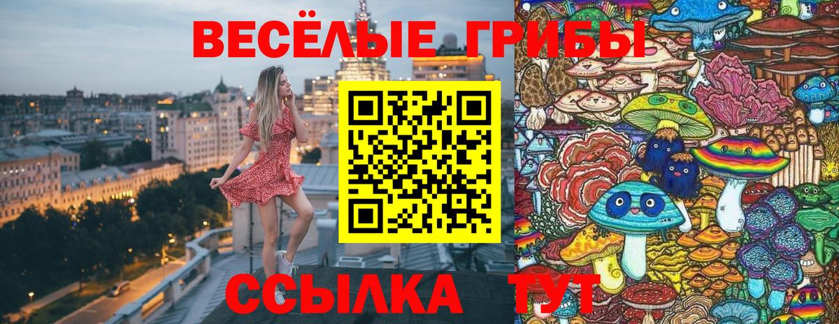 Галлюциногенные грибы Psilocybe Менделеевск
